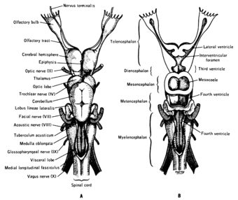 Lawrence 1960 1.3.png