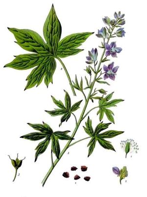 Delphinium officinale - Köhler–s Medizinal-Pflanzen-052.jpg