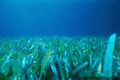 Seagrass meadow