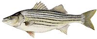 Striped Bass 2.jpg