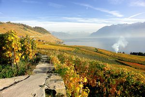 مزارع الكروم في منطقة لافو المطلة على بحيرة ليمان.jpg