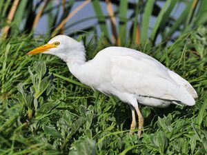 Cattle Egret (44750698191).jpg