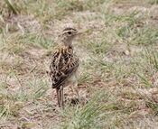 Heteromirafra ruddi, Wakkerstroom, Birding Weto, a.jpg