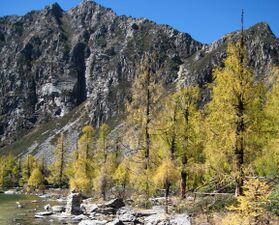 Larix potaninii in autumn colour.