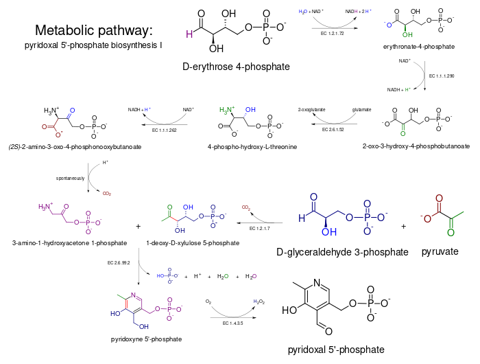 Metabolic pathway- pyridoxal 5'-phosphate biosynthesis I v 2.0.svg