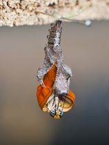Specimen of an eclosing Dryas iulia butterfly.