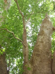 The خطأ في التعبير: علامة ترقيم لم نتعرف عليها «{».-year-old Platanus orientalis tree Tnjri in Nagorno-Karabakh.