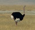 Ostrich