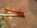 Kirby's dropwing (Trithemis kirbyi), Tsumeb, Namibia