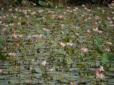 Nelumbo nucifera, the sacred lotus, grows in warm freshwater across tropical and subtropical Asia.