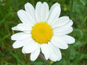 Oxeye daisy (Leucanthemum vulgare) (3610647629).jpg