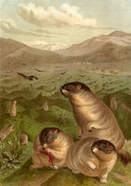 Drawing of bobak marmot (Marmota bobak)