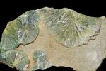 Wavellite (Arkansas - USA) 2.JPG