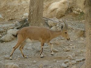 Nubian Ibex 10.jpg