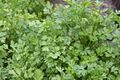 Parsley Bush