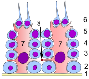 Germinal epithelium testicle.svg