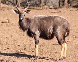 Nyala bull staring at me (6073691776).jpg