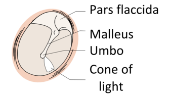 View-normal-tympanic-membrane.png