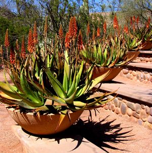 Aloe-plants.jpg