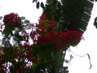 Delonix regia in Gambia