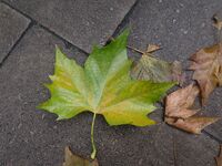 Foliage close-up seen near Westminster Abbey