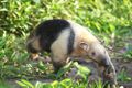 Southern tamandua