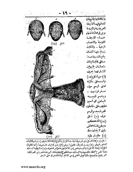 ملف:لمحات السادة في فن الولادة.pdf