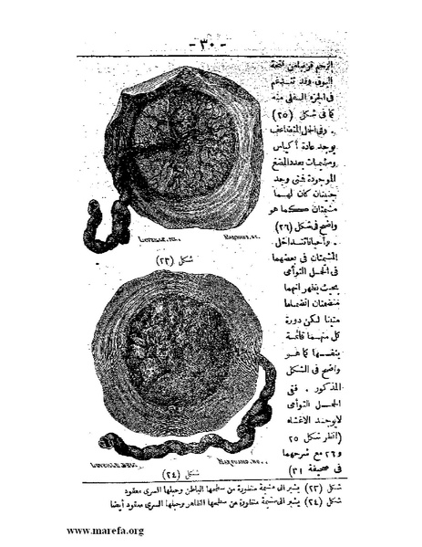 ملف:لمحات السادة في فن الولادة.pdf