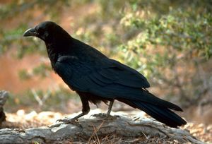 Corvus corax (FWS).jpg