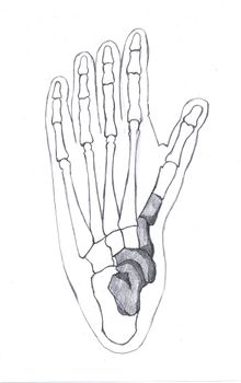 القدم الصغيرة Little Foot