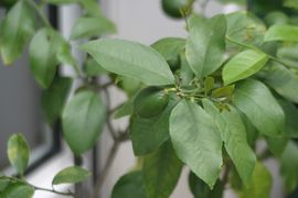 ليمون غير ناضج على شجرة.