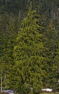 Cupressus nootkatensis 1337.JPG