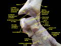 Ankle joint. Deep dissection.