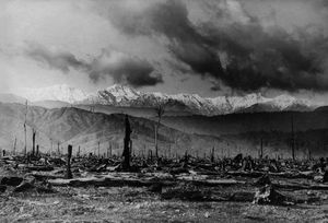 Many blackened tree trunks standing in a field.