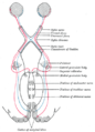 Scheme showing central connections of the optic nerves and optic tracts.