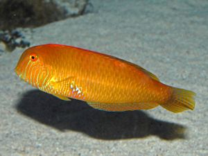 Labridae - Xyrichtys novacula.JPG