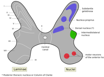 Medulla spinalis - Substantia grisea - English.svg