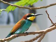 وروار اوروپي (Merops apiaster)