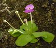 Pinguicula elizabethiae.jpg