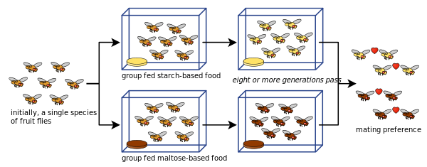 Drosophila speciation experiment.svg