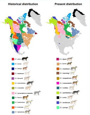 North American gray wolf subspecies distribution according to Goldman (1944) & MSW3 (2005).png