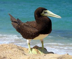 Brown booby.jpg