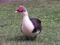 Male Muscovy Duck