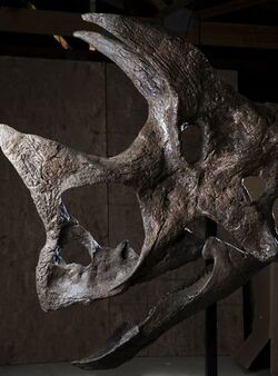 جمجمة الديناصور توروصور