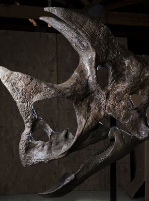 جمجمة الديناصور توروصور