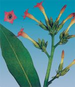 تحتوي أجزاء النبات كافة على النكوتين وهو من القلويدات السامة عدا البذور التامة النضج فهي لا تحتوي على النكوتين