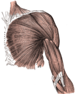 Deep (left) and superficial (right) muscles of the chest and arm; the short head of the biceps originates from the coracoid process at the top of the scapula. The long head originates from the supraglenoid tubercle just below the shoulder joint, from where its tendon passes up along the intertubercular groove of the humerus into the joint capsule of the shoulder joint. [1]