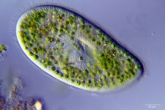 Ciliate