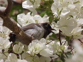 صورة معبرة عن الموضوع بلبل شائع