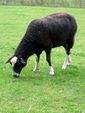 Zwartbles in Zeeland.jpg